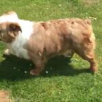Mimi Fluffy English Bulldog Girl in South Holland