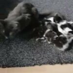 mainecoon kittens in Bradford