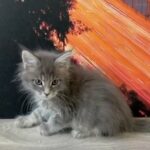 Maine Coon KittenS in Coventry