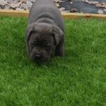 stunning cane corso puppies in North Hertfordshire