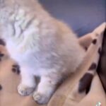Stunning British shorthair Male Kitten For Sale in Birmingham