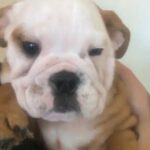 English Bulldog One Female Left in Manchester