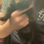 Beautiful Full-bred Champion Bloodline Rottweiler Puppies in West Lancashire