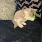Lilac And White British Short Hair Kitten in Doncaster