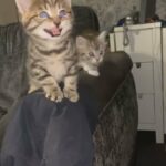 Gorgeous Kittens in Blackburn