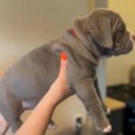 2x Cowboy American Bully Puppy’s in Bradford