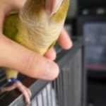 Handreared Baby Conures in Sunderland