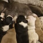 Micro American Bullies in Bradford