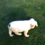Fluffy English Bulldog Puppy Kc Reg in South Holland
