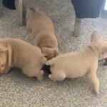 Last Girl Pup French Bulldog in Doncaster