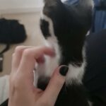 kittens for loving home in Blackburn with Darwen