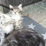 SabaCoon Maine Coon kittens in Plymouth
