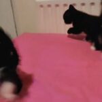 Gorgeous kittens in London