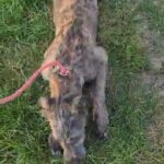 Irish Wolfhound in North Yorkshire