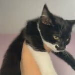 Tuxedo Kitten in London
