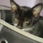 Tuxedo Kitten in London