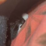 TUXEDO KITTEN 2 MONTH??‍⬛ in London