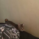 Sausage The Tabby Kitten in St. Helens