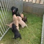 F1 Labradoodles in County Durham
