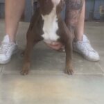 Coco in Kirklees