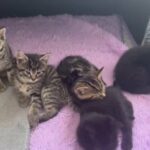 Half Bengal Half Tabby Kittens. Over 9 Weeks. Litter Trained in London