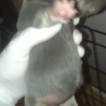 X2 Male Pocket Bullyz Kona’blu X Short Stuff in Birmingham