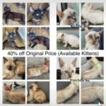 HIgh Quality TICA Registered Bengal kittens in London