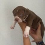American Bully’s in Liverpool