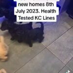 Quality Health Tested Goldendoodles in Derby