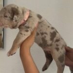American Bully’s in Liverpool