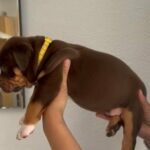 American Bully’s in Liverpool