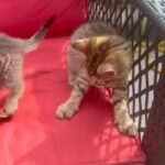 Tabby Kittens 2 Girls 1 Boy in Harlow