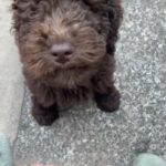 Chocolate Moyen Poodle in Birmingham