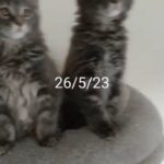 Fife registered Full pedigree Maine coons in Kent