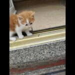 Male Ginger Kitten in Birmingham