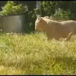 American Pocket Bully in Staffordshire