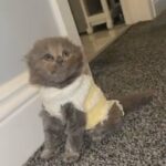 3 Amazing Kittens Left in London