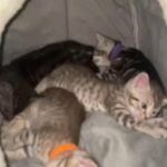 Bengal X Tabby Kittens in Blackpool