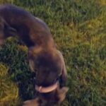 gorgeous cane corso pup in Cotswold