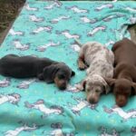 Miniature dachshund boys 💙 in Cheshire West and Chester