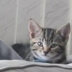 Female Half Tabby Half Bengal Kitten in London