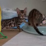Beautiful Bengal kittens now available in London
