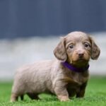 Unreal Miniature Daschound Daxi Isabella’s Show Quality Puppys in Birmingham