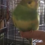 semi tame baby budgie in Bracknell Forest