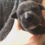 Blue Staffordshire Bull terrier Cross American Bulldog in Wiltshire