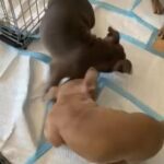 2 Male Pocket Bully’s Left in Birmingham