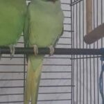 Indian ringneck parrot in London