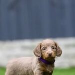 Beautiful Miniature Daschound Long Haired Isabella/choc&tans in Birmingham
