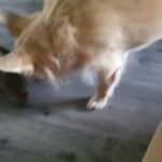 one male pomchi left in Bolton