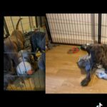 Presa X XL Bully 3Boys  1Girl 13 Weeks Ready in Barnet